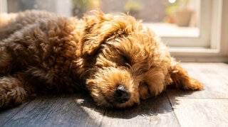 Zehnder_CSY_Overheating_Family_Dog Hond slaapt in koel huis
