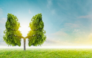 Zehnder_CAS_IMG_Tree_and_lungs